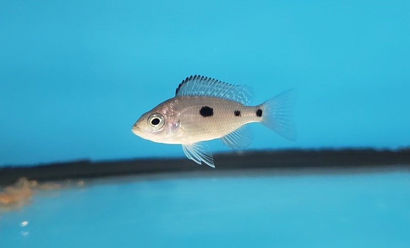 Copadichromis geertsi 'Gome'